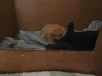 For the first time, one of our kittens climbed out of their box today.
