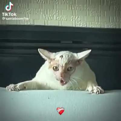 Evil cat 🐈