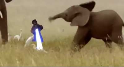 Elephant baby has met his match