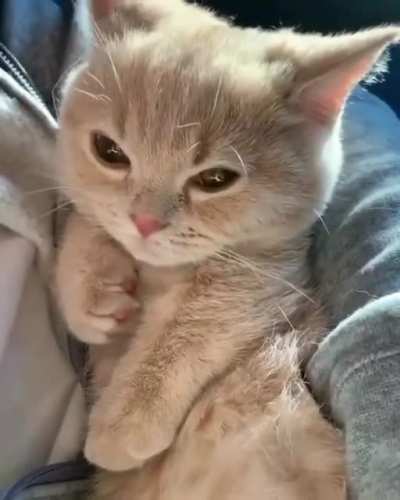 Котик