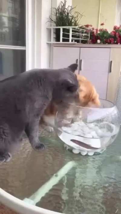 Fish are friends not food.