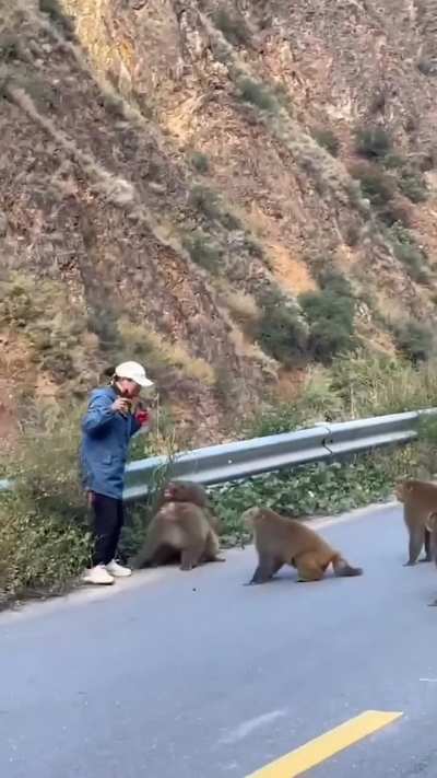 Macaques together strong 
