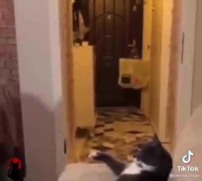 The Catfather