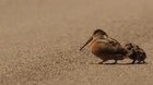 Wood ducks practicing their derp dance