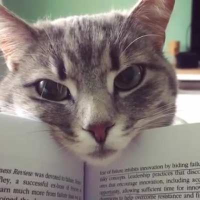Anyone want a purring bookmark?