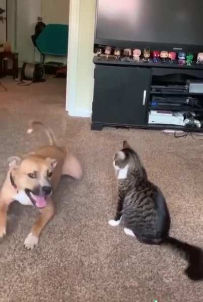 Cat: “Give me a reason, give me a reason”