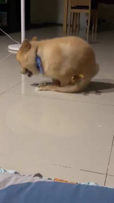 my doggo having fun