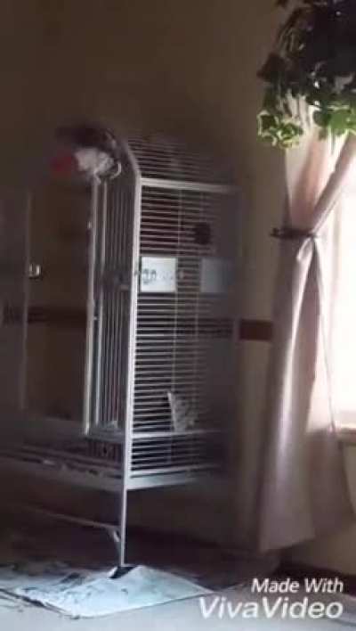 African grey parrot repeating his owner's last words. His owner was shot by his wife, and the parrot heard the whole thing. The parrot can be heard here saying 