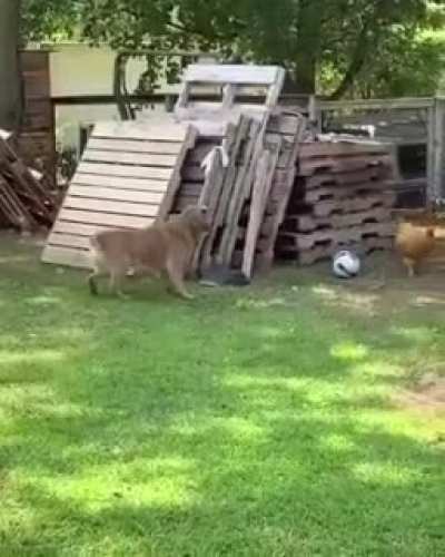 OMG 🐕🐓