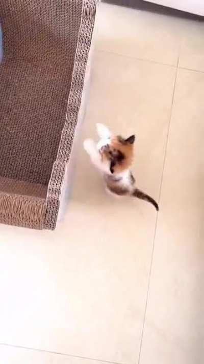 Too smol to do anything, really
