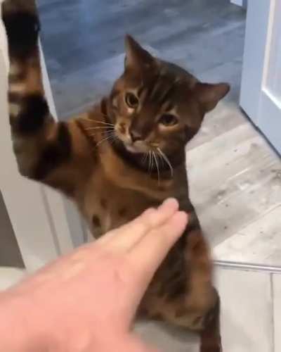 Cat owners: Oh! She's the sweetest..