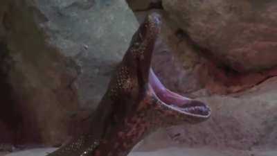 Opera snek