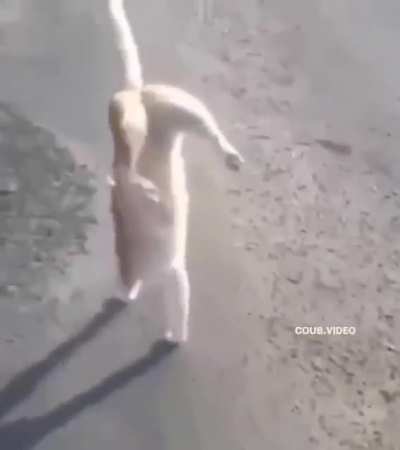 Stoned pussy