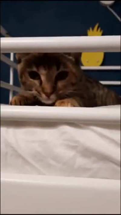 Apex predator.