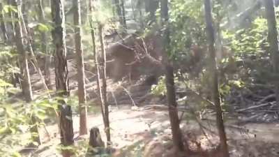 Hog hunting
