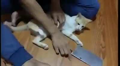 How to cut a kitty's nails...