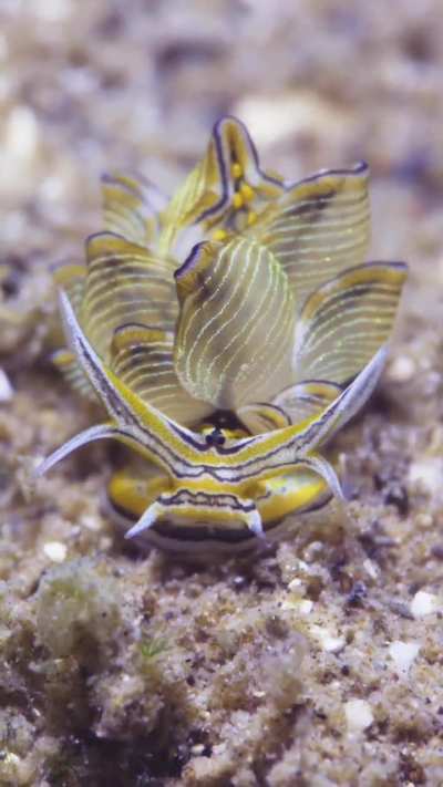 Butterfly slug