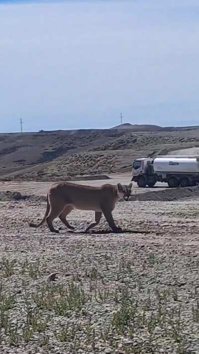 Un pumita sorprendió a los trabajadores de la mina Cerro Negro