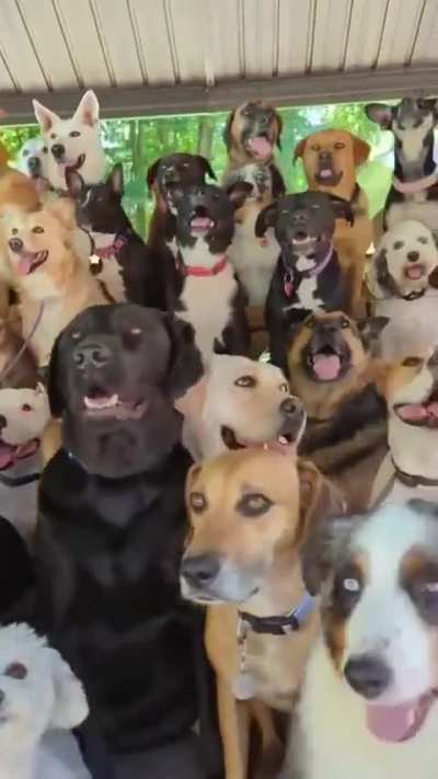 All Kinds of Dogs Here!