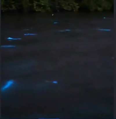🔥 Mullets creating bioluminescent glow trails as they jump and swim in a Florida bay