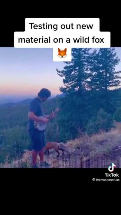Banjo performance for a fox friend