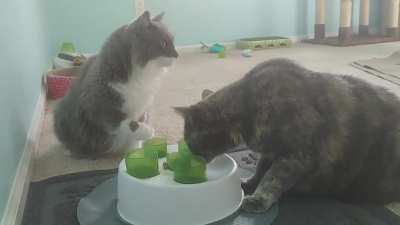One of my cats is smarter than the other