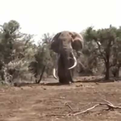 Сухопутный гигант - самый большой слон в мире. Вес более 8 тонн. Танзания.