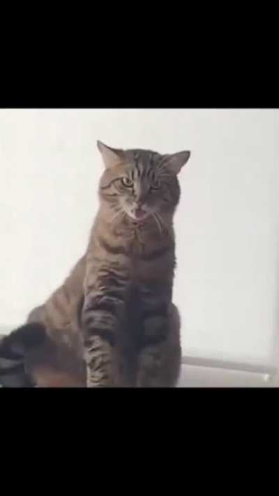 🐕 🐈