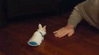 Paralyzed bunny given wheelchair legs