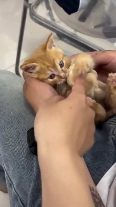 kitten: 