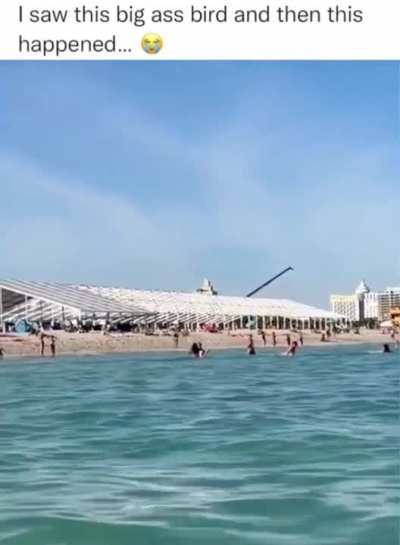 Thats a pretty huge bird