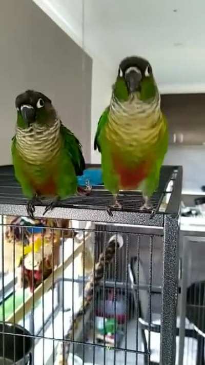Synchronised silliness