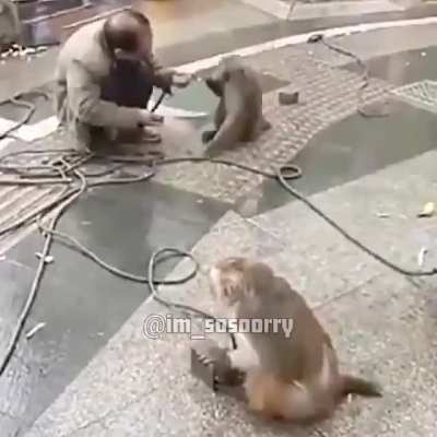 The monkey's are coming for us.