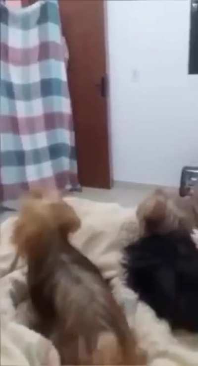 They just couldn't understand what happened