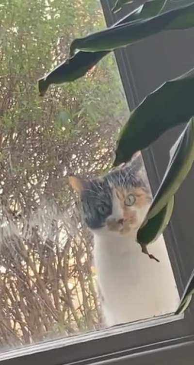 not my cat minding my business instead of her own