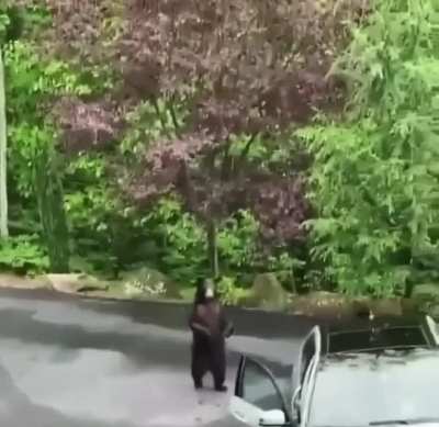 bear