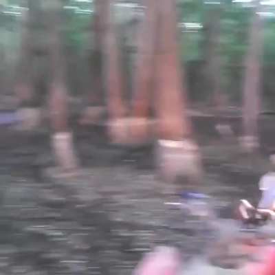 Driving a quad into a tree