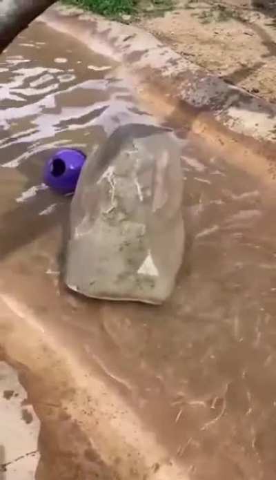 Remote control rock in an animal enclosure
