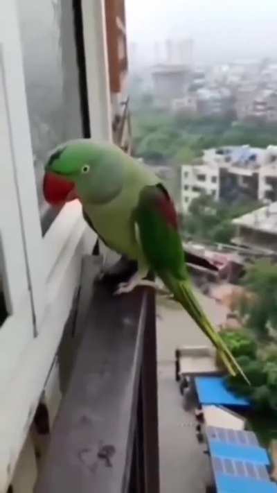 The harsh reality birbs live. Abandoned in the cold and rain by hoomans who decided they don’t want the poor birb anymore. The birb doesn’t understand why it’s happening and calling for hooman to let him in again.