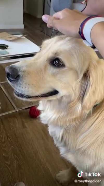 Pet the damn dog.