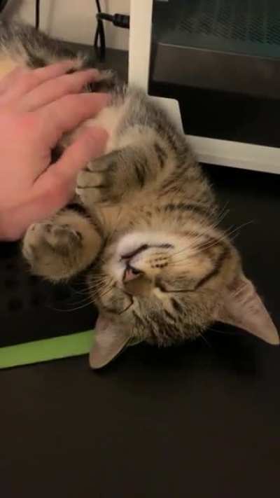 He only meows when I pet him like this