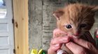 A Very Loud Kitten