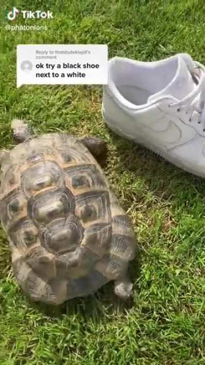 Racist 🐢