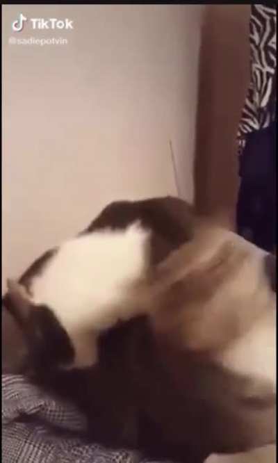 Poor cat