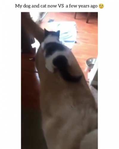 Thisismylifemeow