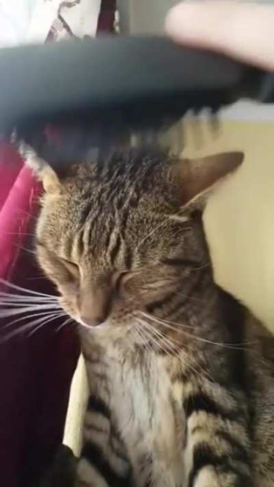Brushy Brushy Catto
