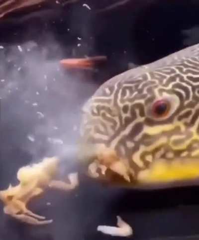 Are you feeling it now Mr.Krabs
