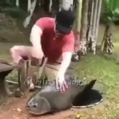 Pacuzinho