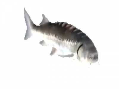 fish