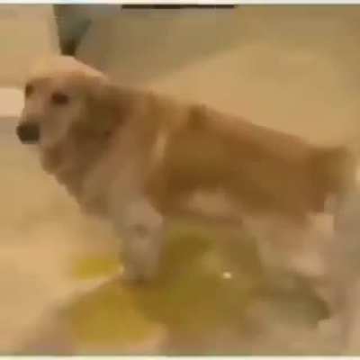 🐕💢